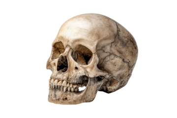 Realistic human skull isolated on transparent background, Aged bone texture, perfect for medical design concepts