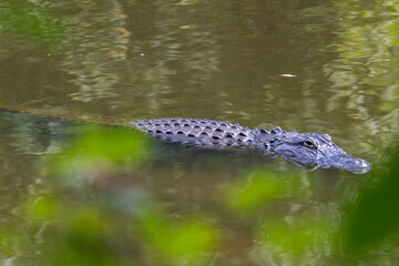An American alligator (Alligator mississippiensis) swimming in the Hillsborough River in Florida