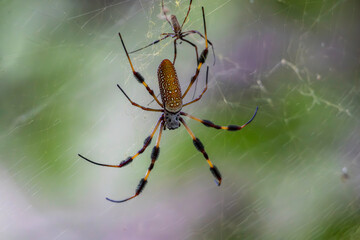 A male golden silk orb weaver ( Trichonephilia clavipes) attempts to mate with a much larger female