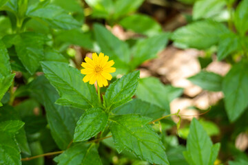 Bay Biscayne aka creeping-oxeye (Sphagneticola trilobata) an invasive weed that competes with...