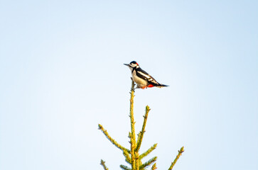 A woodpecker perches confidently on the highest spruce branch under clear sky. A vibrant woodpecker calmly perched on top spruce branch, forest edge, concept: freedom, birdwatching