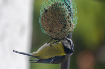 Blue tit hangs upside down while eating from fat ball in garden corner. Close-up of blue tit feeding upside down, playful mood, side angle, backyard scene, concept: survival, daily wildlife, balance.