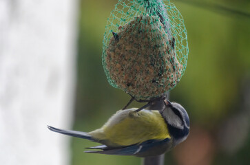 Blue tit hangs upside down while eating from fat ball in garden corner. Close-up of blue tit feeding upside down, playful mood, side angle, backyard scene, concept: survival, daily wildlife, balance.