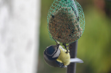 Blue tit hangs upside down while eating from fat ball in garden corner. Close-up of blue tit...