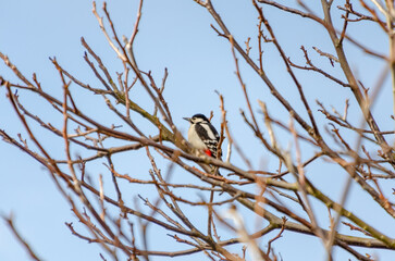 A woodpecker calmly on bare tree branches against a pale winter sky. A lone woodpecker perched quietly on thin branches, calm mood, distant side angle, urban edge, concept: solitude, winter wildlife.