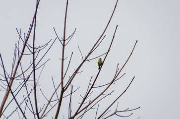 A blue tit calmly on bare tree branches against a pale winter sky. A lone blue tit perched quietly...