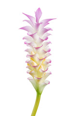 Curcuma flower, Turmeric flower isolated on white background, with clipping path      