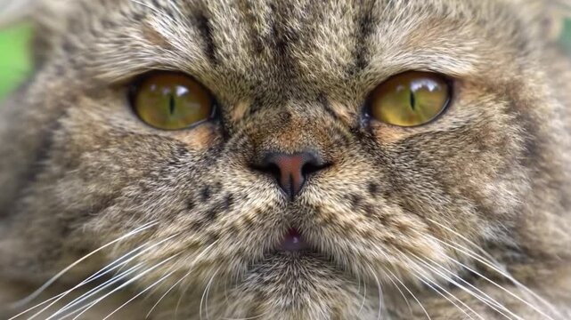 Tabby cat close-up with green eyes