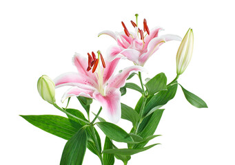 Japanese lily, Pink lily flowers, Lilium speciosum isolated on white background, with clipping path  