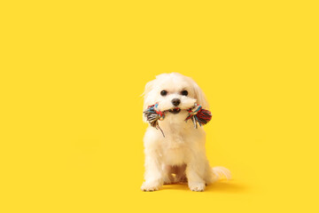 Cute Bolognese dog with rope toy on yellow background