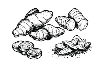 Root Spices Vector Engraving Set. Detailed Monochrome Botanical Illustrations of Ginger, Turmeric, and Galangal. Vintage Style Icons & Symbols