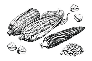 Corn on the Cob Vector Engraving Set. Detailed Monochrome Botanical Illustrations of Maize. Vintage Stipple & Hatching Style Icons & Symbols