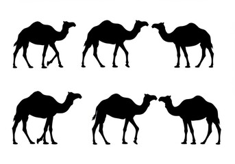 A group of camel silhouettes standing and walking isolated on white background
