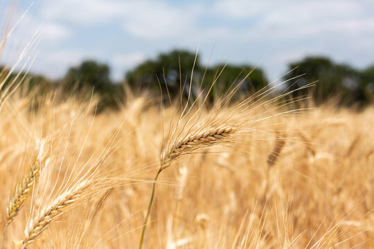 Épis de blé jaune en gros plan dans un champ de blé doré avec des arbres verts et un ciel bleu en arrière plan