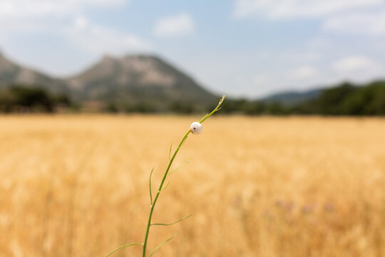 Petit escargot blanc sur une tige verte en gros plan dans un champ de bl&eacute; avec des arbres et des collines en arri&egrave;re plan
