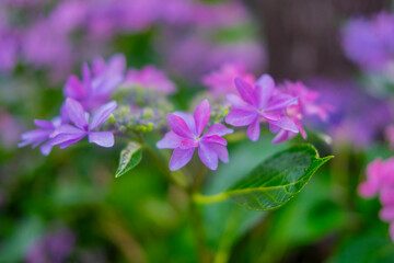Fototapeta premium ガクアジサイ