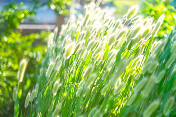 風に揺れるラグラス