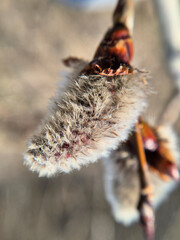 Salix-Salicaceae, willow branch blooms close-up.
