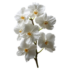 Fototapeta premium Orchid mood for floral echo concept. Beautiful white orchids arranged elegantly on a stem.