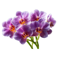 Obraz premium Orchid mood for floral echo concept. Vibrant purple orchids in full bloom for decoration and gifting.