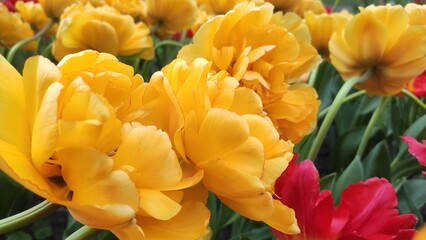 yellow and red tulips