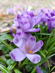purple crocus flowers