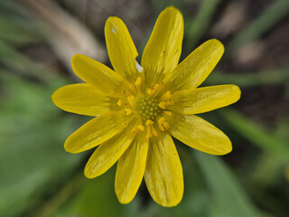 Yellow flowers of Ranunculus ficaria or Ranunculus vernus, Ficaria verna or celandine, buttercup