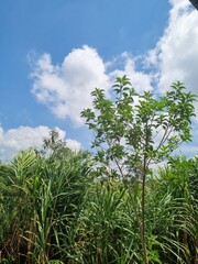 Blue sky with white clouds and green tree in tropical place.