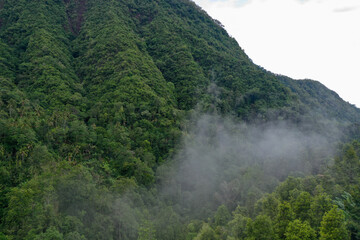 Forest-Covered Mountain Slopes in Soft Mist