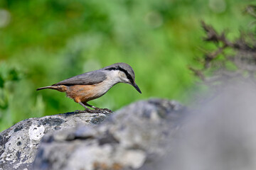 Felsenkleiber // Western rock nuthatch (Sitta neumayer) - Mani, Peloponnes, Griechenland