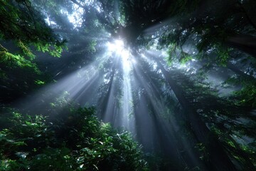 Sunlight filtering through tall trees in a dense forest during a quiet morning