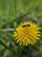 Dandelion or Taraxacum Asteraceae, blooms on the lawn in spring.