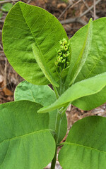  Nicotiana or tobacco, a genus of perennial and annual plants of the Solanaceae family.