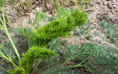 Prangos ornata a genus of dicotyledonous plants of the family Umbelliferae (Apiaceae)