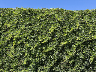 Green climbing plants against blue sky