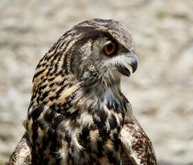 Portrait of a cute hawk bird