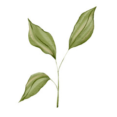 Hand drawn watercolor tropical leaves. Illustration clipart isolated on white background.