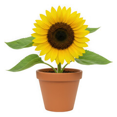 Obraz premium Sunflower in pot, yellow flower, plant, blossom, bloom