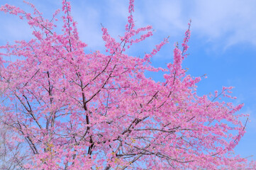 春爛漫、満開のカンザクラが彩る景色