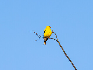American Goldfinch (Spinus tristis) Perched High On A Small Branch 