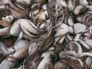 raw seafood, squid and octopus close up.Seafood is symmetrically displayed on a market stall © Yana