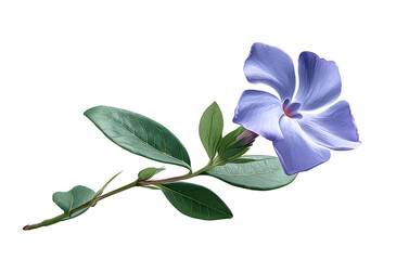 Periwinkle flower with long stem, isolated on transparent background