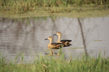 Ducks in water