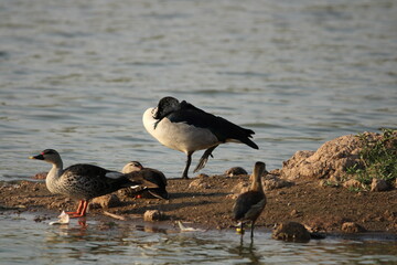 Ducks in water