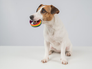 Jack Russell Terrier Dog Holds Rainbow Bracelet in Mouth. LGBT Concept. 
