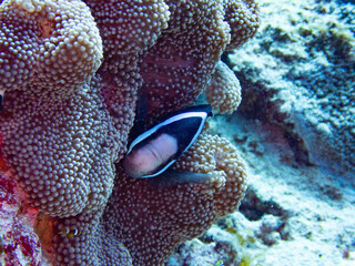 Clark's anemonefish