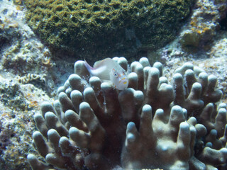 Horseshoe hawkfish on hard coral