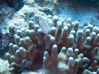 Horseshoe hawkfish on hard coral