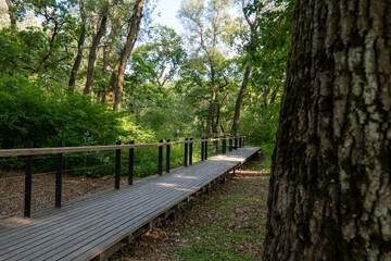 Wooden boardwalk in Borský forest (Boršanský les), Latorica Protected Landscape Area, Trebišov district, Slovakia. Path through wetland forest with tall trees and lush greenery.