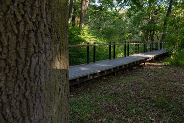 Wooden boardwalk in Borský forest (Boršanský les), Latorica Protected Landscape Area, Trebišov district, Slovakia. Path through wetland forest with tall trees and lush greenery.